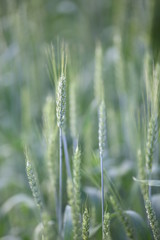 oats