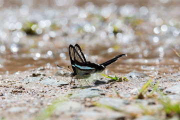Beautiful Butterfly of Borneo , Closeup butterfly on flower ground , Butterfly of Borneo