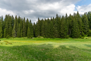 Fototapeta na wymiar A picturesque calm meadow in a forest among the high massive mountains.