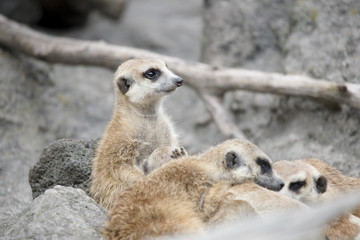 Fototapeta premium MEERKAT