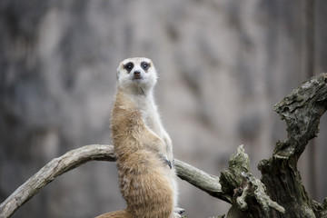 Fototapeta premium MEERKAT