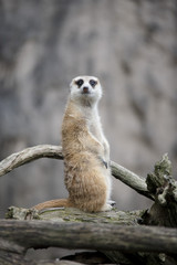 MEERKAT