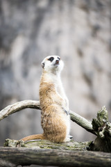MEERKAT