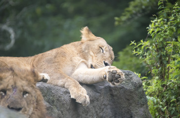 Naklejka na ściany i meble LION lion animal