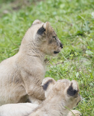 LION lion animal