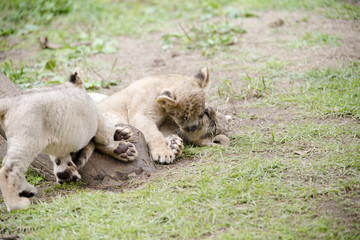 LION lion animal