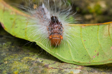 Macro image of caterpillar, Beautiful close-up of caterpillar (selective focus)