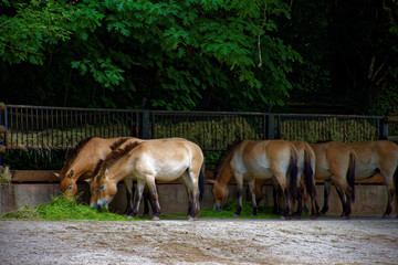 beautiful horses in the pasture