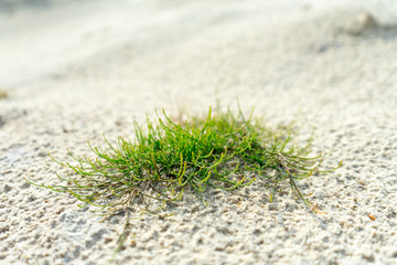 Green plant in the sandy desert. background
