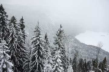 Scenic view with pine forest of the Bavarian Alps in winter