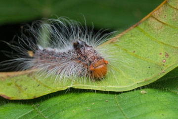 Macro image of caterpillar, Beautiful close-up of caterpillar (selective focus)