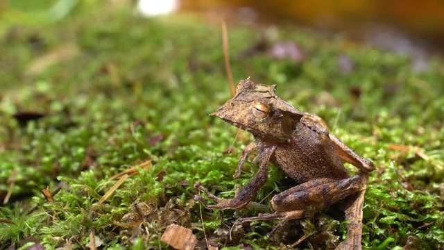 The extremely rare and endangered Ecuador Horned Treefrog (Hemiphractus bubalus). In its natural habitat beside a rainforest stream in the Cordillera del Condor, southern Ecuador.