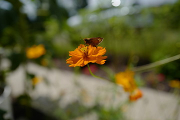 Obraz premium The beautiful flowers are blooming in the garden