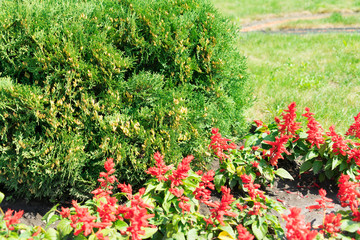 Thuja. Trees and shrubs grow in the Park.