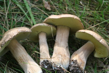 collected mushrooms