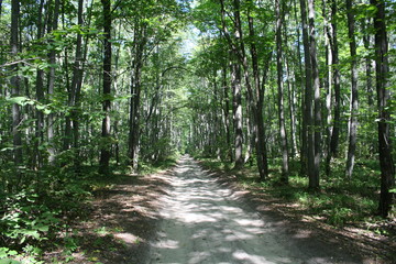 Fototapeta premium shady path in the forest