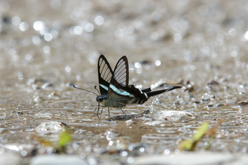 Beautiful Butterfly of Borneo , Closeup butterfly on flower ground , Butterfly of Borneo