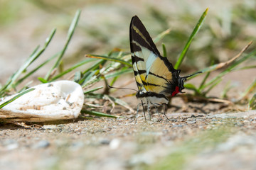 Beautiful Butterfly of Borneo , Closeup butterfly on flower ground , Butterfly of Borneo