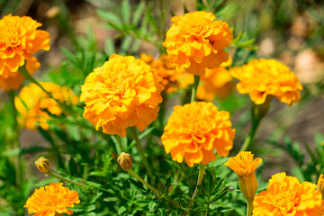 Flowers marigolds photographed close-up. Place for your text.