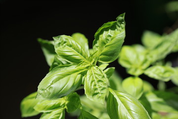 Basil