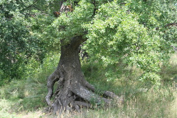 fairy old oak tree