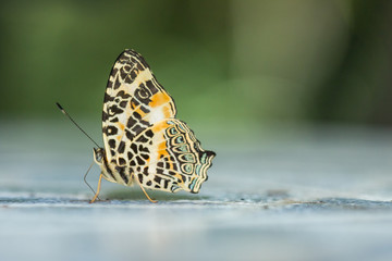 Fototapeta na wymiar Beautiful Butterfly of Borneo , Closeup butterfly on flower ground , Butterfly of Borneo