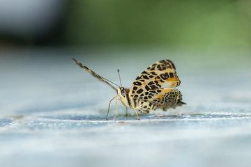 Beautiful Butterfly of Borneo , Closeup butterfly on flower ground , Butterfly of Borneo