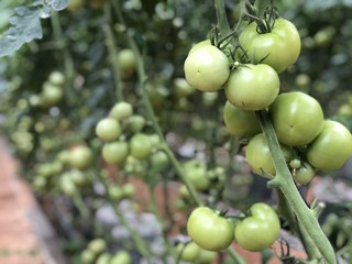 High yielding tomatoes