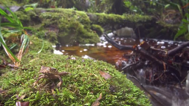 The extremely rare and endangered Ecuador Horned Treefrog (Hemiphractus bubalus). In its natural habitat beside a rainforest stream in the Cordillera del Condor, southern Ecuador.