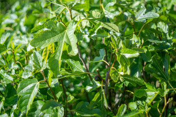 A fig growing on a fig tree
