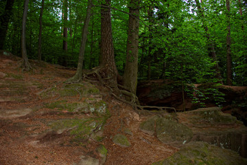 Obraz premium beautiful Sunny day in the rocky forest