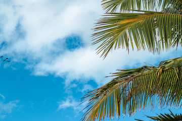 Hawaiian Tree and Sky