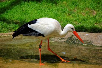 a beautiful Heron in search of food.