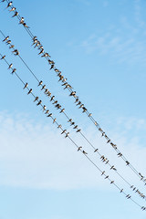 A lot of birds are sitting on power wires.
