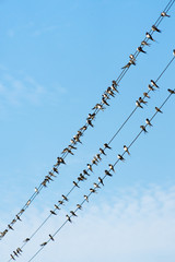 A lot of birds are sitting on power wires.