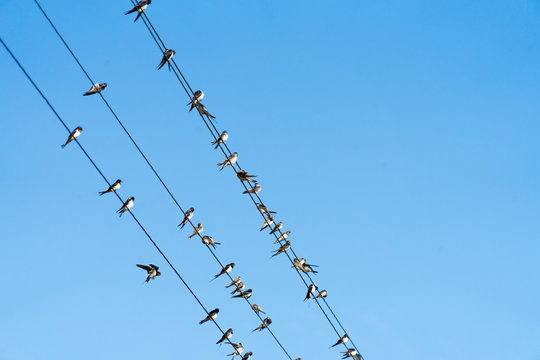 A lot of birds are sitting on power wires.