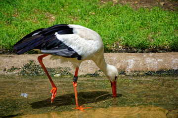 a beautiful Heron in search of food.