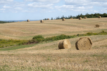 Bales of Hay in the Field in Western Part of Prince Edward Island Canada