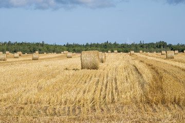 Bales of Hay in the Field in Western Part of Prince Edward Island Canada