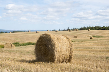 Bales of Hay in the Field in Western Part of Prince Edward Island Canada