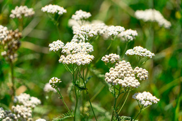 the picture of the plant yarrow . Place for your text.