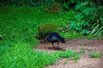 beautiful wild bird in the forest 