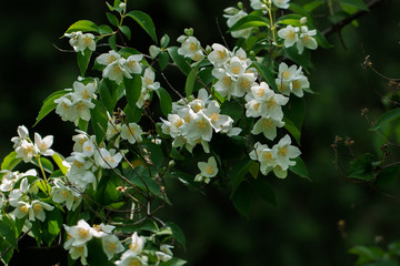 Bush of Jasmine