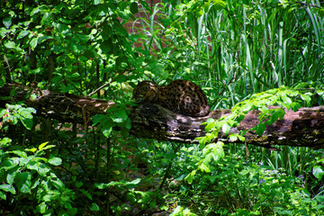 Naklejka na ściany i meble a wild cat sleeps on a branch in the forest