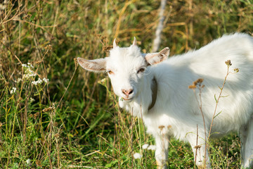 Obraz premium The picture of the goat. Goat grazing in the meadow.