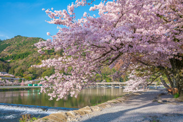 Obraz na płótnie Canvas 京都　嵐山の桜と渡月橋