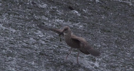 Herring gull bird feeding in fast moving water slow motion