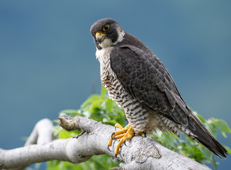 Peregrine Falcon 