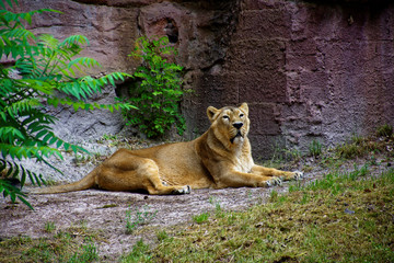 Naklejka premium beautiful predatory and graceful lioness on vacation