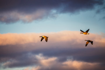 Canada Goose flying south for winter